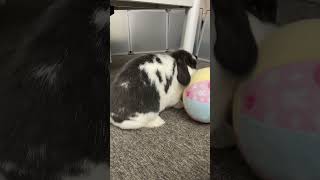 ボールと遊ぶウサギ #うさぎ #rabbit #bunny