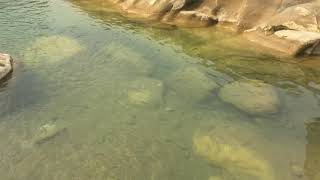 Fish of Tinau River, Nepal