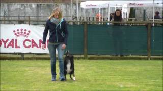 MIND THE DOG LYCAN, 1° cac 295.5 punti, 4° selezione per i Mondiali Obedience 2017