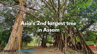 Asia's 2nd largest tree in Assam