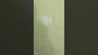 jelly fish in river  kerala trivandrum attingal