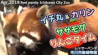 イチ丸＆カリン ササモグ りんごタイム 市川市動植物園(レッサーパンダ)Red panda Ichikawa City Zoo