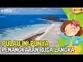 Fakta Menarik Pulau Bawean Destinasi Wisata Kabupaten Gresik