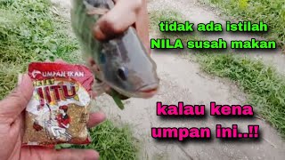 Tidak disangka umpan ikan nila resep dari subscriber ini bikin masalah lagi #411