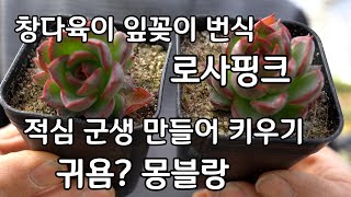 창다육이 잎꽂이 번식 로사핑크 적심군생 만들기 몽블랑