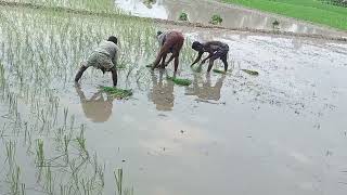 রোপা আমন ধানের চারা লাগানো প্রায় শেষের দিকে