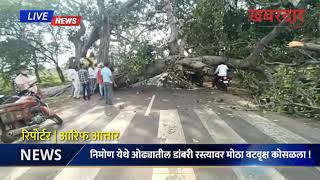 संगमनेर | निमोण येथे ओढ्यातील डांबरी रस्त्यावर मोठा वटवृक्ष कोसळला | मोठी दुर्घटना टळली