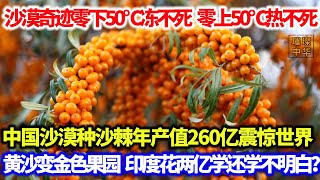 沙漠奇迹零下50℃冻不死，零上50℃热不死，中国沙漠种沙棘年产值260亿震惊世界，黄沙变金色果园，印度却花两亿学还学不明白？#沙漠 #水果 #环境