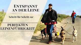 Entspannt an der Leine. Schritt für Schritt zur perfekten Leinenführigkeit