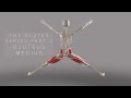 The Glutes Series Part 2: Gluteus Medius (3D Animation)