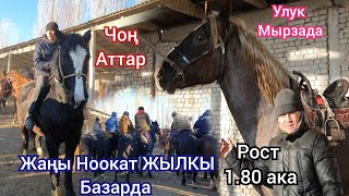 Жаңы Ноокат ЖЫЛКЫ Базар.  Өтө Күчтүү Чоң  Аттар  кирди  Улук 600 миңге  Сатты