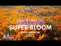 2023 California SUPER BLOOM! Where to go in Antelope Valley | Close up shots set to calming music