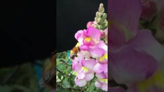 Snapdragons are pollen heaven for bees!! :)