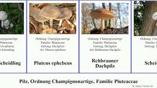 Pilz, Ordnung Champignonartige, Familie Pluteaceae fungus Scheidling Dachpilz Wolliger Scheidlinge