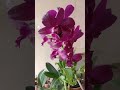 Ready Dendrobium Perfect Blooming Condition Affordable Price