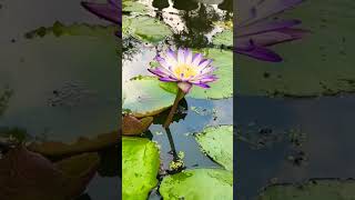 Most Beautiful Natural Flower With Water Wives ## Shorts ##