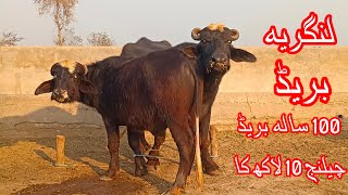 پیور لنگریہ بریڈ کا مالی کٹا براۓ فروخت Top Nili Ravi Bull for sale in punjab pakistn19February 2025