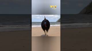 Cassowaries - Animal documentary #wildanimals #nature #documentary #wildnaturehdtv