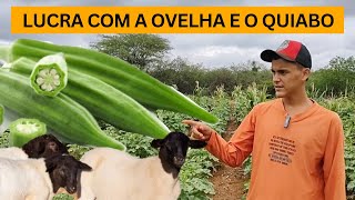 O JOVEM YVEN AGREGOU O PLANTIO DO QUIABO COM A CRIAÇÃO DE OVELHAS