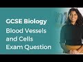 Blood Vessels and Cells Exam Question | 9-1 GCSE Biology | OCR, AQA, Edexcel