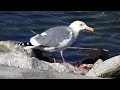 閲覧注意！　セグロカモメの食事