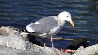 閲覧注意！　セグロカモメの食事