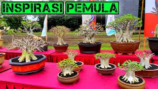 BONSAI ADENIUM TERBAIK UNTUK INSPIRASI DI PAMNAS TABANAN 2021