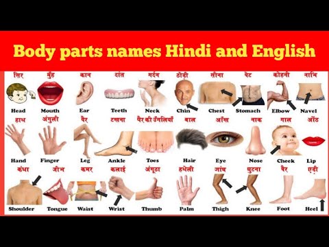 Human Body Parts Name Hindi & English With Pictures | Name Of Body ...