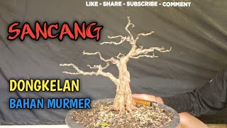 BONSAI SANCANG || DONGKELAN || BAHAN MURMER