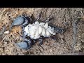 Mother love Scorpion carries her babies on back #Scorpion