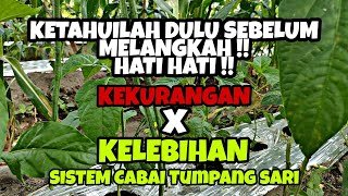 PERHATIKAN TIPS BERIKUT !! KELEBIHAN KEKURANGAN PENANAMAN CABAI MENGGUNAKAN SISTEM TUMPANG SARI