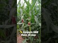 maize growth level மக்கா சோளம் வளர்ச்சி இரண்டு கருதுகள் உள்ளன nk syngenta s 6668 56 days