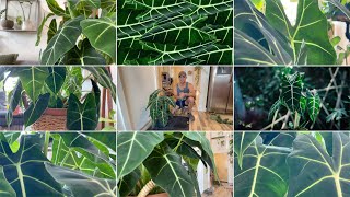 Bargain Plant: Massive, bush, beautiful Alocasia Frydek 🪴