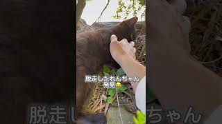 いつもすりすり甘えてくるタイミングで、れんがいない騒動事件勃発　#猫のいる生活 ＃Shorts #猫のいる暮らし#猫動画 #もふもふ #可愛い猫 #かわいい猫 #黒猫 #黒猫兄弟 #れんこんもち