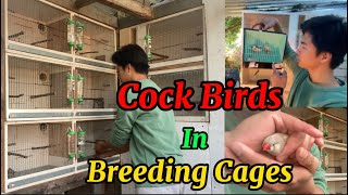 Male Zebra Finches In The Breeding Cage