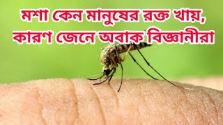 মশা কেন মানুষের রক্ত খায়, কারণ জেনে অবাক বিজ্ঞানীরা| ছায়াপথ