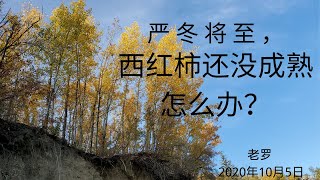 冬天随时可能到来，西红柿还没有红怎么办？