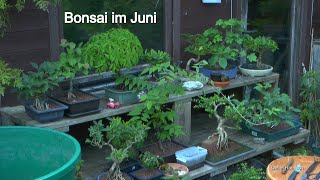 Bonsai im Juni Arbeiten mit den kleinen Bäumen und Versorgung der Pflanzen