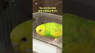 おやつが欲しいインコ #shorts #セキセイインコ