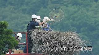 鳴門コウノトリ 2022/05/20 撮影 成長記録 徳島県鳴門市