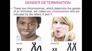 Complex Inheritance Lecture.avi