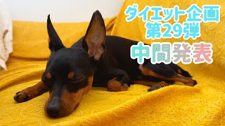 【ミニピン】ダイエット企画第29弾③/飼い主チャレンジ/大河3歳♂