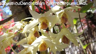 เอื้องแซะดง กล้วยไม้ป่าหายากที่ป่าภูหลวง Dendrobium heterocarpum Lindl.