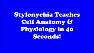 Stylonychia Teaches Cell Biology in 40 Seconds