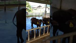 ryong at PCC-CLSU buffalo farming