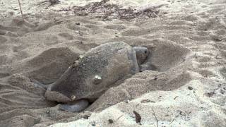 [4K]屋久島「ウミガメの産卵：産卵」 Mother Sea Turtle Lay Eggs -2.Lay Eggs(1)