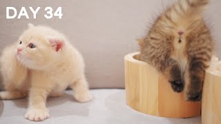 Playful Cute Baby Kittens - Day 34 @ Baby Kittens Day 1 to Day 100 Lucky Paws Vlogs