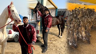 India’s Biggest Animal Mela in Sri Muktsar Sahib Punjab😱