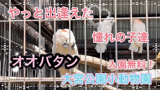 【大宮公園小動物園】ちょっと遠くへ行ってきました！最後にルリメタイハクオウム次回予告もちょこっとあります❗️