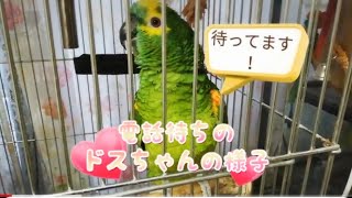 アオボウシインコ　ドスのおしゃべり　電話待ち